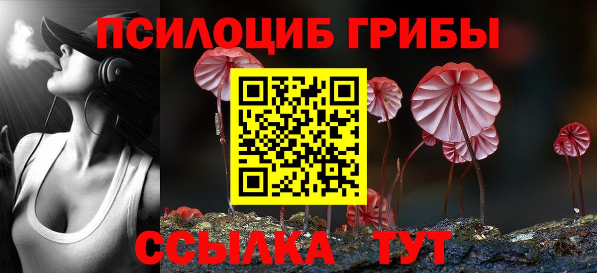 Псилоцибиновые грибы Psilocybe Будённовск
